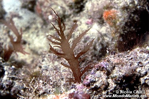 Alga rossa (Halymenia floresia)