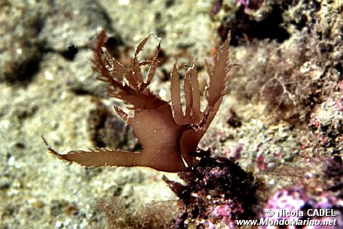 Alga rossa (Halymenia floresia)