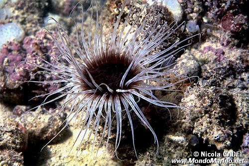 Cerianto (Cerianthus membranaceus)