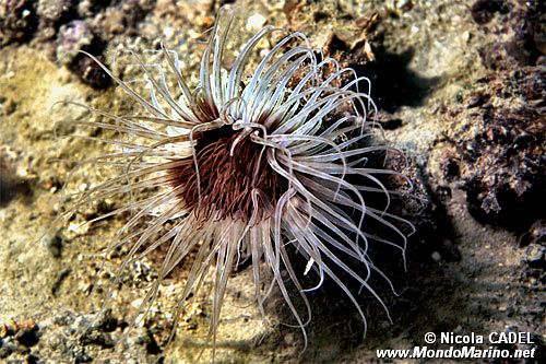 Cerianto (Cerianthus membranaceus)