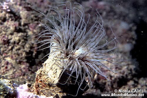 Cerianto (Cerianthus membranaceus)