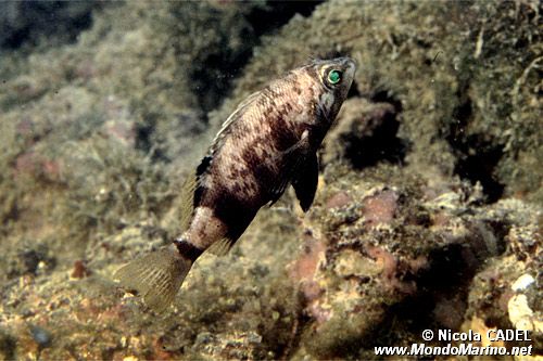 Sacchetto (Serranus hepatus)