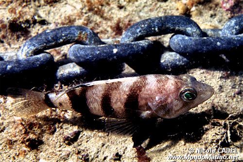 Sacchetto (Serranus hepatus)