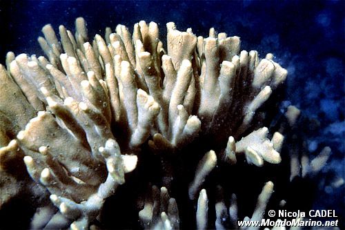 Spugna incrostante (Adocia varia)