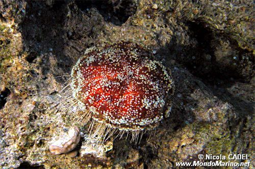 Riccio velenoso (Toxopneustes pileolus)