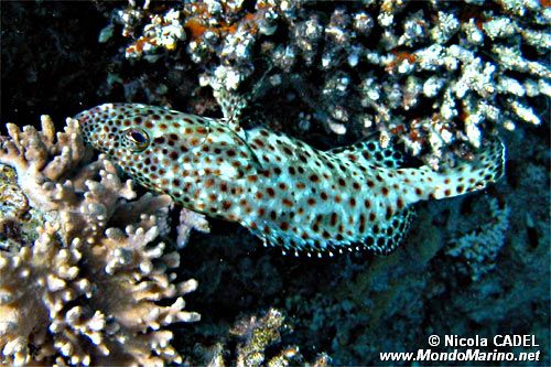 Cernia maculata bruna (Epinephelus tauvina)