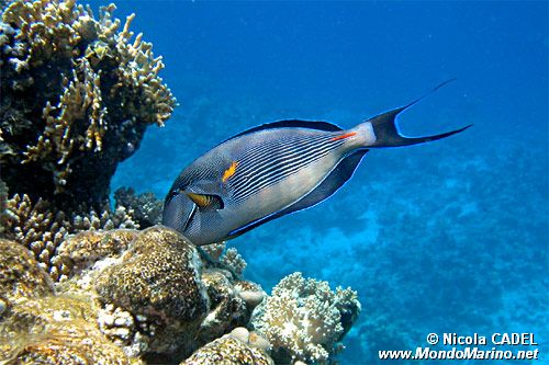 Pesce chirurgo (Acanthurus sohal)