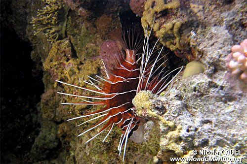 Pesce cobra (Pterois radiata)