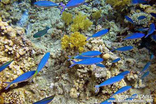 Cesionide azzurro (Caesio lunaris)