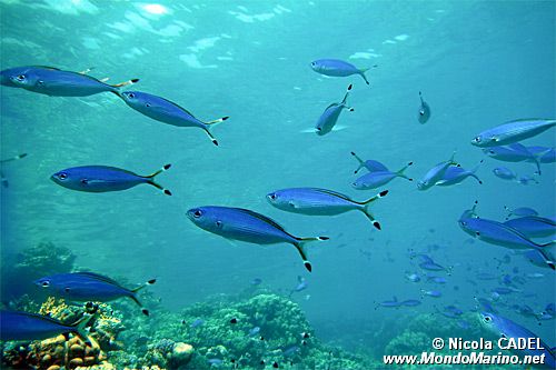 Fuciliere giallo e blu (Caesio suevica)