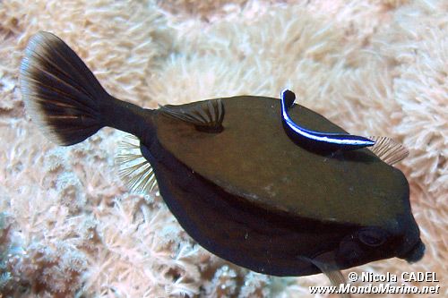 Pesce scatola (Ostracion n.d.)