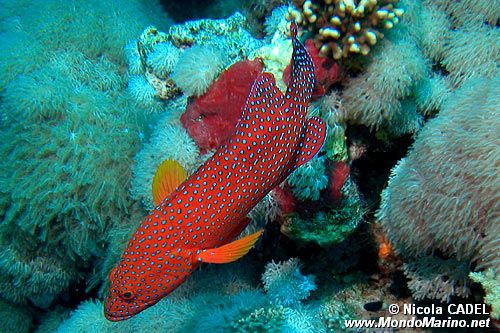 Cernia miniata (Cephalopholis miniata)