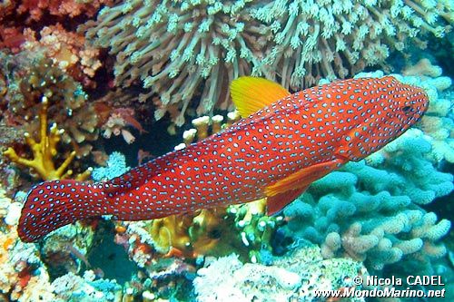 Cernia miniata (Cephalopholis miniata)