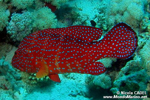 Cernia miniata (Cephalopholis miniata)