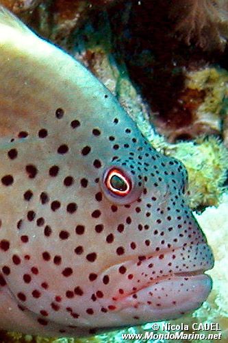 Pesce falco (Paracirrhites forsteri)