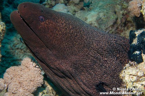 Murena gigante (Gymnothorax javanicus)