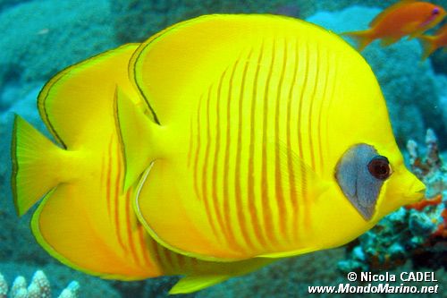 Pesce farfalla semimascherato (Chaetodon semilarvatus)