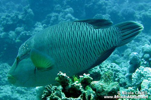 Pesce napoleone (Cheilinus undulatus)