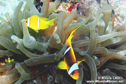 Pesce pagliaccio (Amphiprion bicinctus)