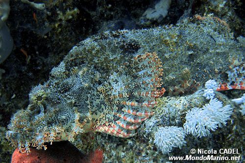 Pesce scorpione tassellato (Scorpaenopsis oxycephalus)