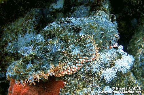 Pesce scorpione tassellato (Scorpaenopsis oxycephalus)