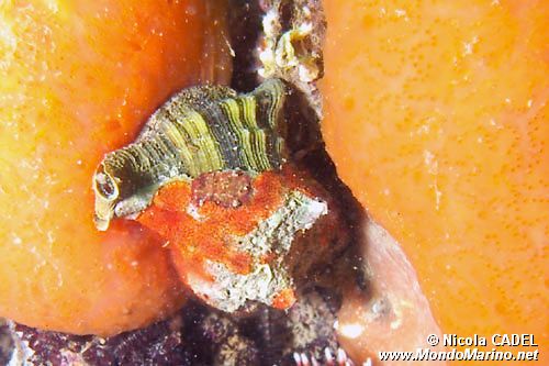 Murice troncato (Hexaplex trunculus)
