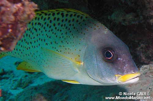 Gaterino tropicale (Plectorhincus gaterinus)