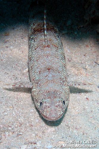 Pesce lucertola (Saurida gracilis)
