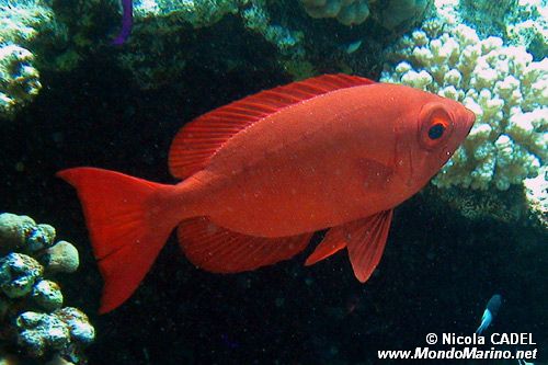 Occhio grosso (Priacanthus blochii)