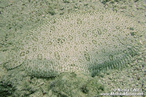 Sogliola di Mos� (Pardachirus marmoratus)