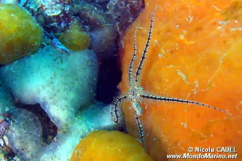 Ofiura fragile (Ophiotrix fragilis)
