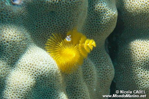 Anellide albero di natale (Spirobranchus sp.)