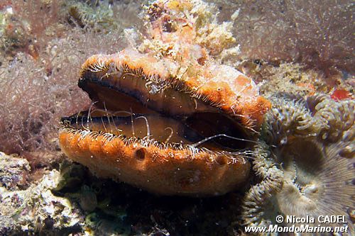 Bivalve (Chlamys sp.)