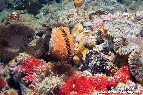 Canestrello (Crassadoma multistriata)