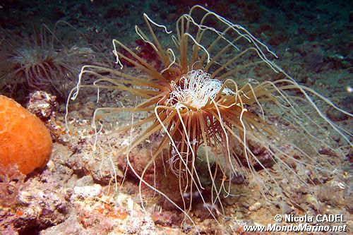 Cerianto (Cerianthus membranaceus)