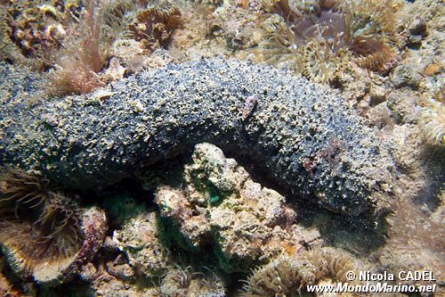 Oloturia (Holothuria tubulosa)