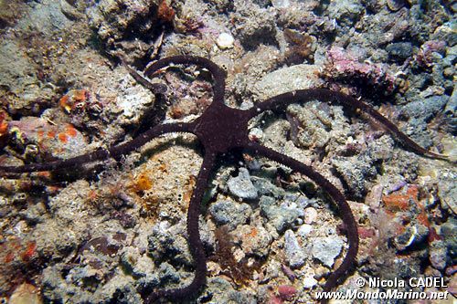 Stella serpentina liscia (Ophioderma longicaudum)