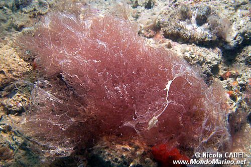 Alga rossa (Ceramium sp.)