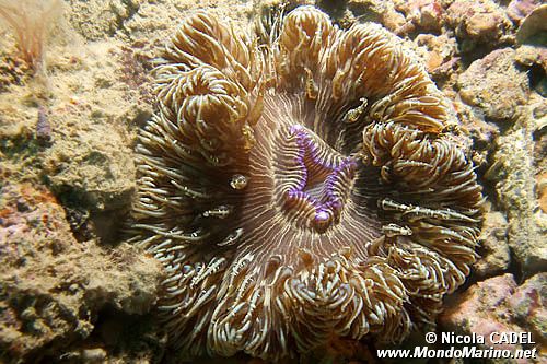 Attinia calice (Cereus pedunculatus)