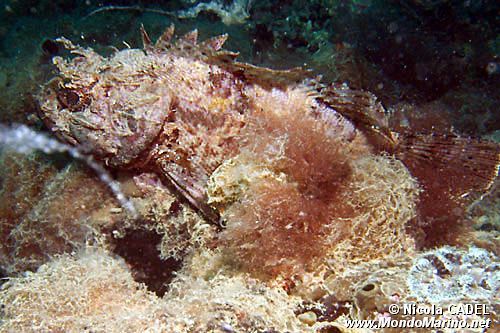 Scorfano nero (Scorpaena porcus)