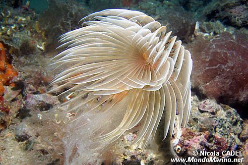 Spirografo (Sabella spallanzanii)