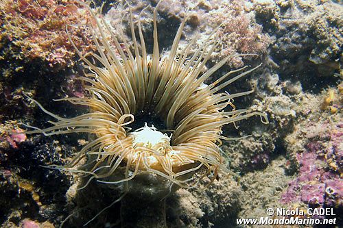 Cerianto (Cerianthus membranaceus)