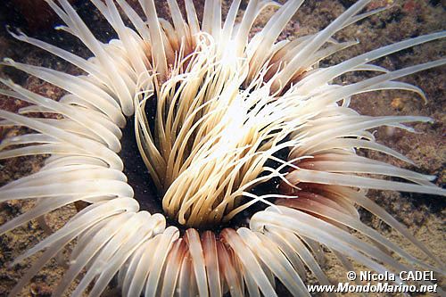 Cerianto (Cerianthus membranaceus)