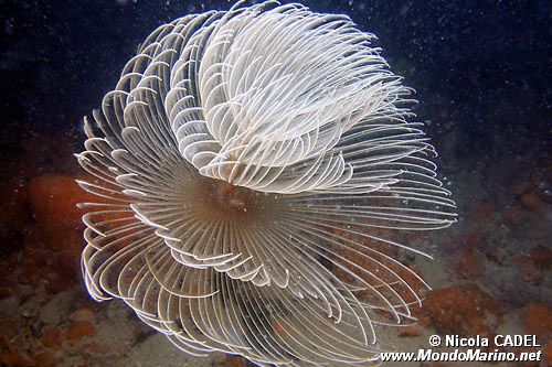 Spirografo (Sabella spallanzanii)