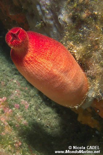Patata di mare (Halocynthia papillosa)