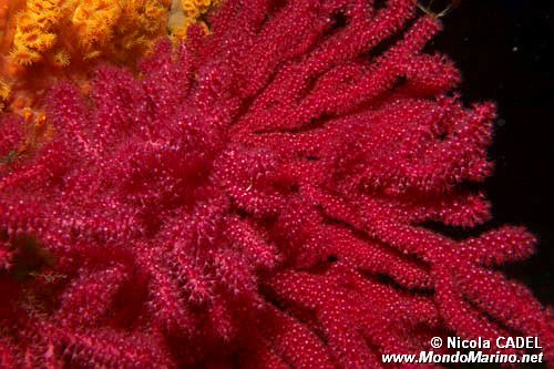 Gorgonia rossa (Paramuricea clavata)