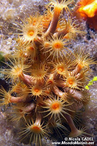 Parazoanthus (Parazoanthus axinellae)