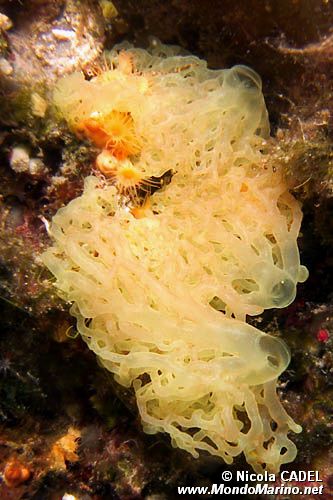 Spugna gialla (Clathrina clathrus)