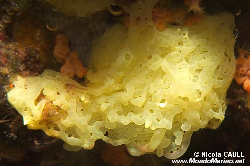 Spugna gialla (Clathrina clathrus)