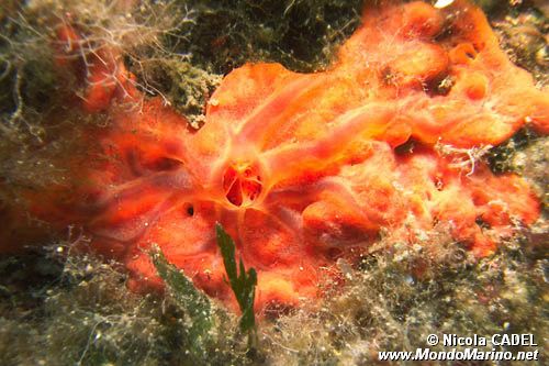 Spugna  rossa (Crambe crambe)